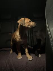 Found/Stray Male Dog last seen El dorado elementary , Los Angeles, CA 91342
