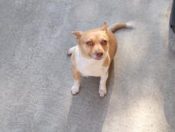 Lost Female Dog last seen Near S Fern ave ontario , Ontario, CA 91762