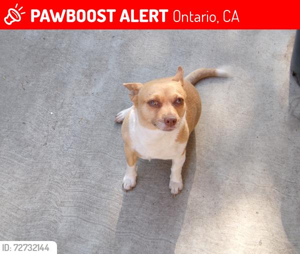Lost Female Dog last seen Near S Fern ave ontario , Ontario, CA 91762