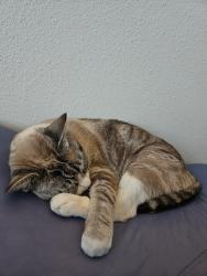 Lost Female Cat last seen Paloma and 16th Ct, Gresham, OR 97030
