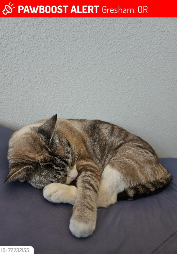 Lost Female Cat last seen Paloma and 16th Ct, Gresham, OR 97030