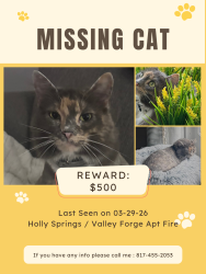 Lost Female Cat last seen Holly Springs drive and W Sam Houston pkwy S, Houston, TX 77042