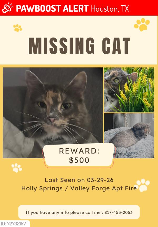Lost Female Cat last seen Holly Springs drive and W Sam Houston pkwy S, Houston, TX 77042