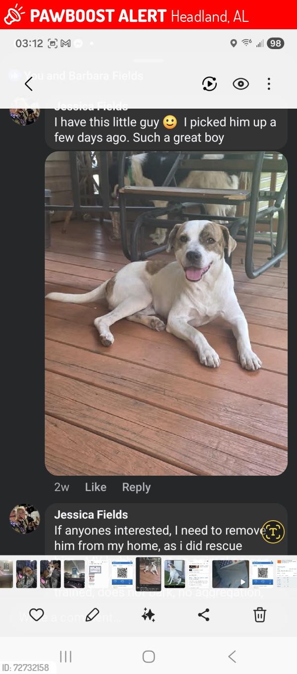 Lost Male Dog last seen Country rd. Horses in fields , Headland, AL 36345
