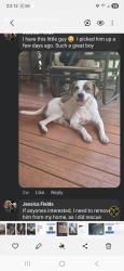 Lost Male Dog last seen Country rd. Horses in fields , Headland, AL 36345