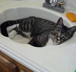 Lost Male Cat last seen Mariposa and Scenic Ln, La Mesa, CA 91941