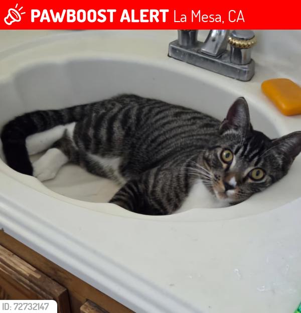 Lost Male Cat last seen Mariposa and Scenic Ln, La Mesa, CA 91941