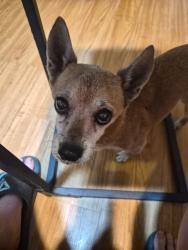 Lost Male Dog last seen 35th Ave and Butler, Phoenix, AZ 85051