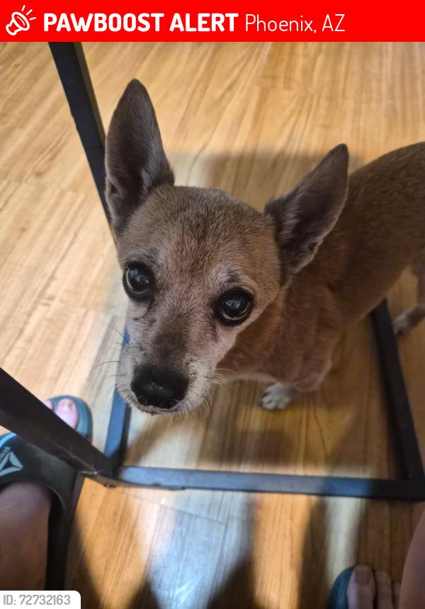 Lost Male Dog last seen 35th Ave and Butler, Phoenix, AZ 85051