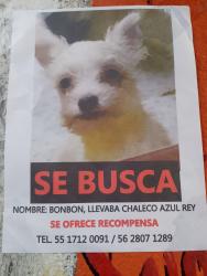 Lost Female Dog last seen Sierra hermosa y sierra Tlaxcala cerca del mercado la tijera río hondo Naucalpan , Naucalpan de Juárez, Méx. 52770