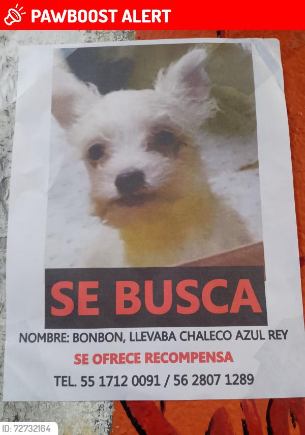 Lost Female Dog last seen Sierra hermosa y sierra Tlaxcala cerca del mercado la tijera río hondo Naucalpan , Naucalpan de Juárez, Méx. 52770