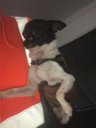 Lost Male Dog last seen 44th ave and MLK blvd, Sacramento, CA 95824