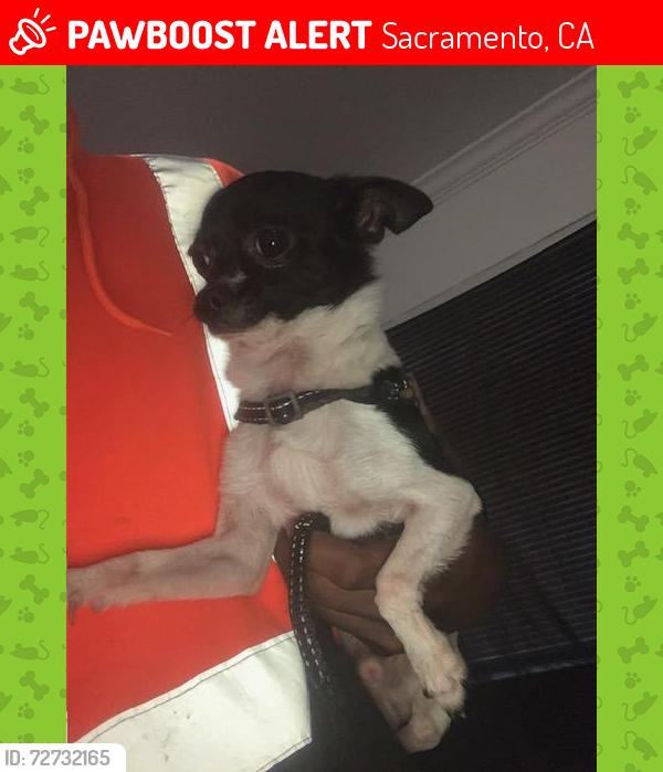 Lost Male Dog last seen 44th ave and MLK blvd, Sacramento, CA 95824