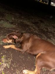Found/Stray Female Dog last seen 81st and Lewis supercenter with sonic in parking lot , Tulsa, OK 74136