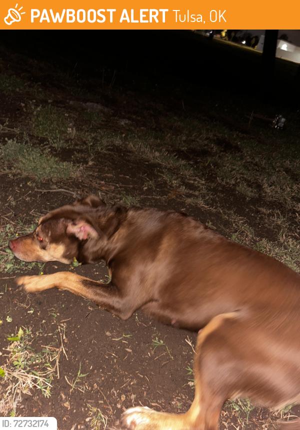 Found/Stray Female Dog last seen 81st and Lewis supercenter with sonic in parking lot , Tulsa, OK 74136