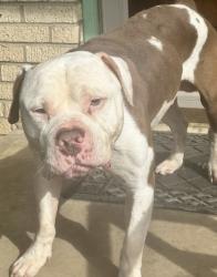 Found/Stray Male Dog last seen Handley Park 76112, Fort Worth, TX 76052