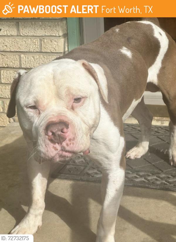 Found/Stray Male Dog last seen Handley Park 76112, Fort Worth, TX 76052