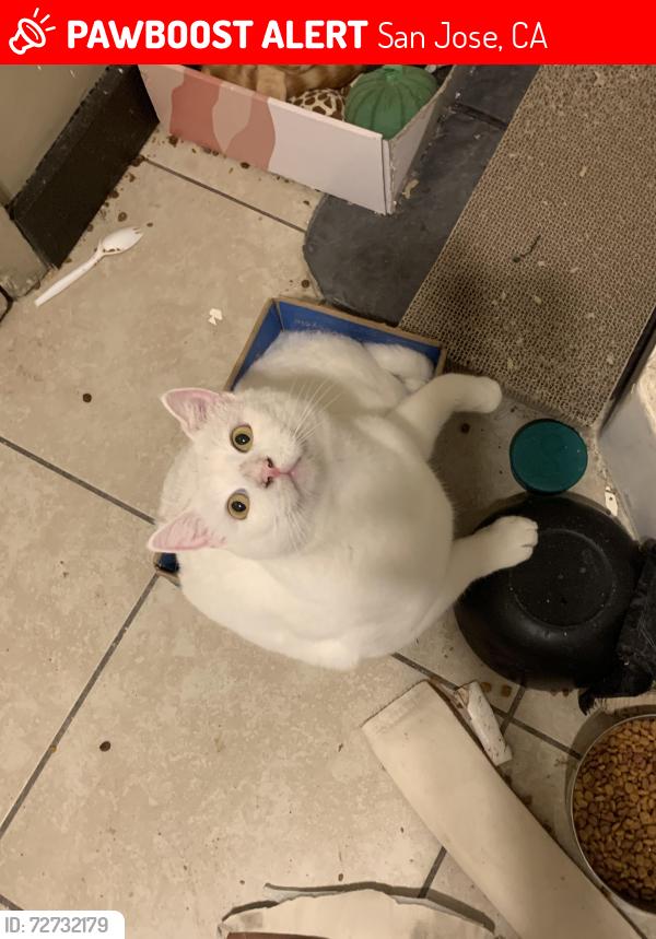 Lost Male Cat last seen Oakland rd and gish, San Jose, CA 95112