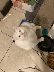 Lost Male Cat last seen Oakland rd and gish, San Jose, CA 95112