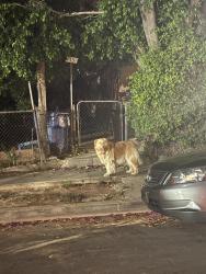 Found/Stray Male Dog last seen Olympic and calzona , Los Angeles, CA 90023
