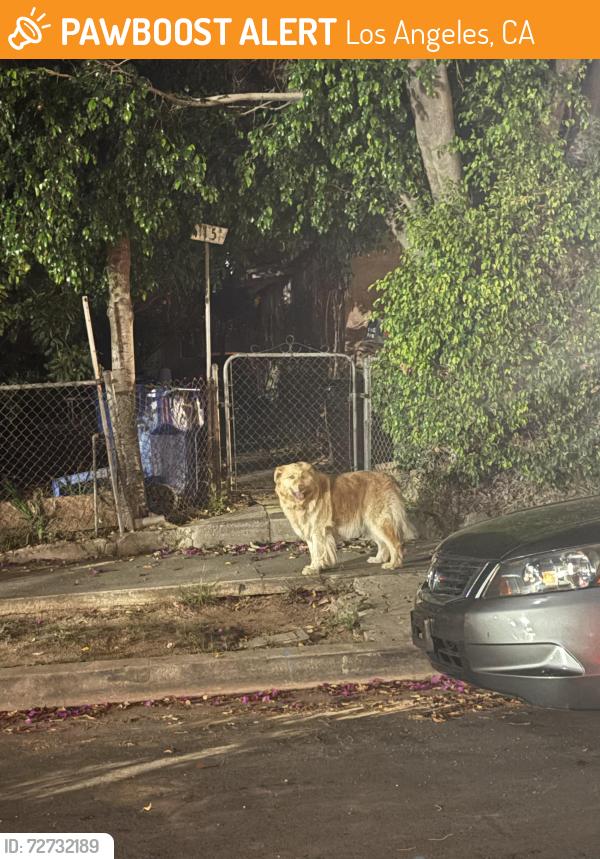 Found/Stray Male Dog last seen Olympic and calzona , Los Angeles, CA 90023