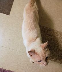 Found/Stray Male Cat last seen Crowell Park apmts, Asheville, NC 28806