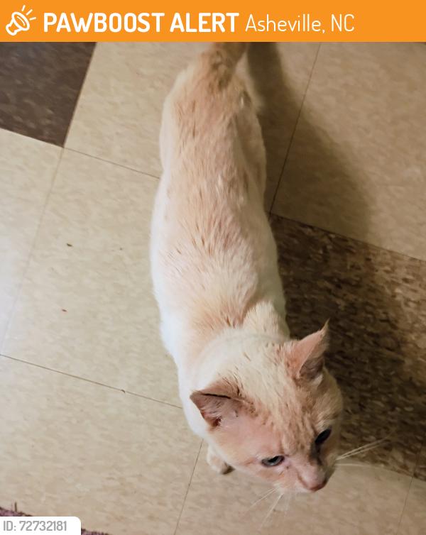 Found/Stray Male Cat last seen Crowell Park apmts, Asheville, NC 28806