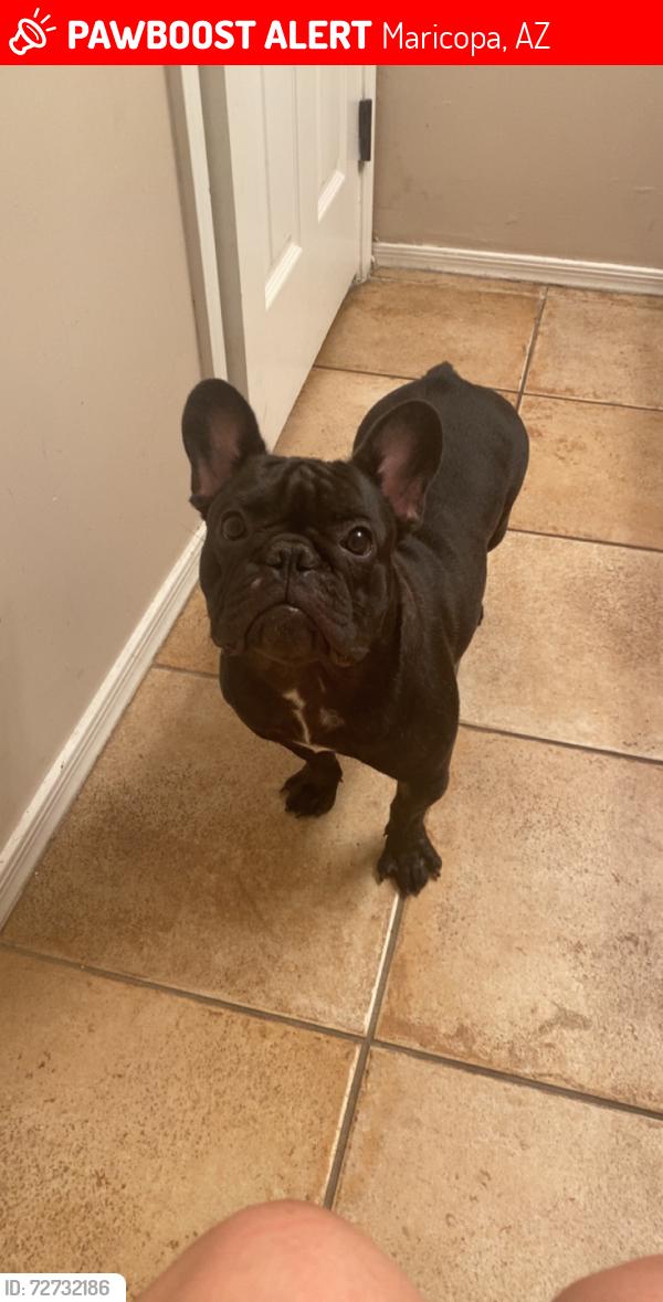 Lost Female Dog last seen N Balboa Dr, Maricopa, AZ 85138