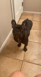 Lost Female Dog last seen N Balboa Dr, Maricopa, AZ 85138
