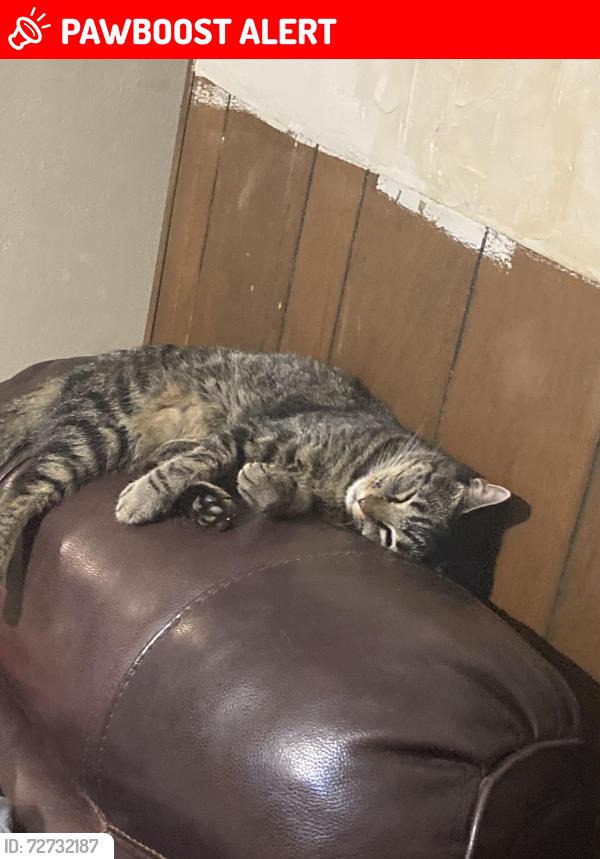 Lost Female Cat last seen Maurie dr, North Richland Hills, TX 76148