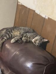 Lost Female Cat last seen Maurie dr, North Richland Hills, TX 76148