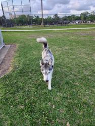 Found/Stray Female Dog last seen G St, Houston, TX 77074