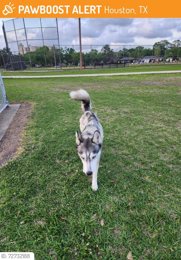 Found/Stray Female Dog last seen G St, Houston, TX 77074