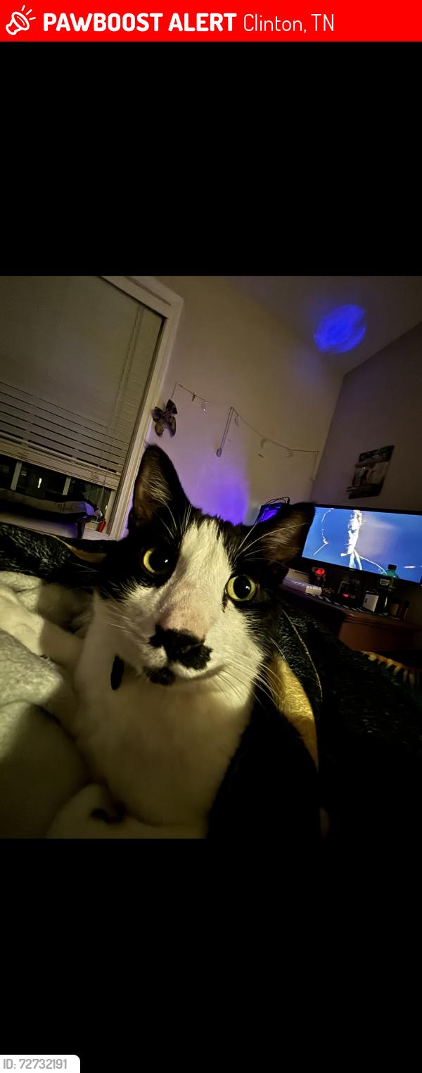Lost Male Cat last seen Oliver springs hwy. Little lake pet lodge., Clinton, TN 37716