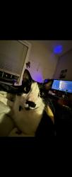 Lost Male Cat last seen Oliver springs hwy. Little lake pet lodge., Clinton, TN 37716