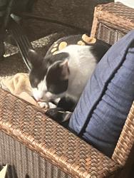 Found/Stray Unknown Cat last seen King George Blvd and 8th, Surrey, BC V4A 9C4