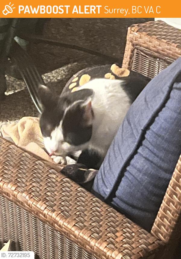 Found/Stray Unknown Cat last seen King George Blvd and 8th, Surrey, BC V4A 9C4