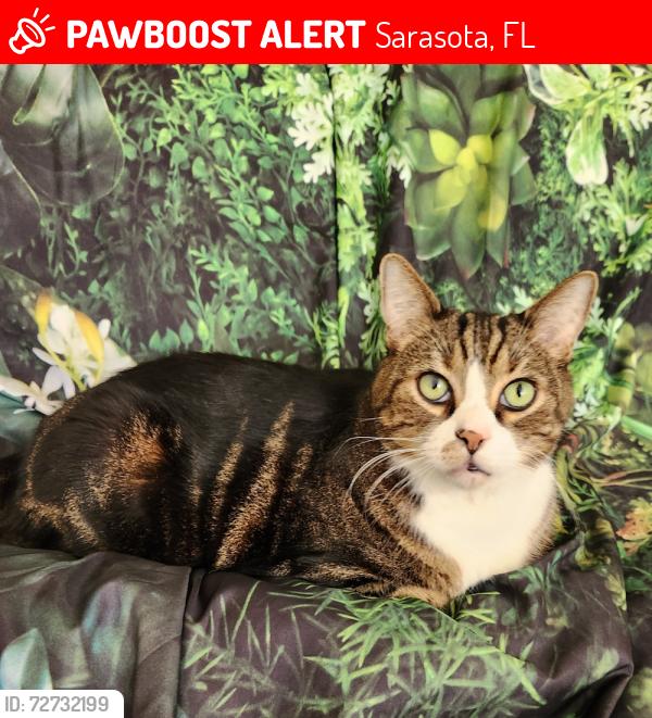 Lost Male Cat last seen Wilkinson and Whirlaway   Calumet Cono   near Cattlemen , Sarasota, FL 34233