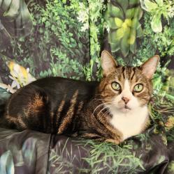 Lost Male Cat last seen Wilkinson and Whirlaway   Calumet Cono   near Cattlemen , Sarasota, FL 34233