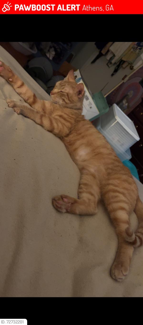 Lost Male Cat last seen Mamas boy near down town Athens , Athens, GA 30609