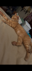 Lost Male Cat last seen Mamas boy near down town Athens , Athens, GA 30609