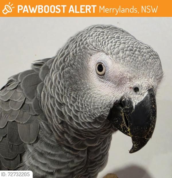 Found/Stray Unknown Bird last seen Merrylands, Merrylands, NSW 2160