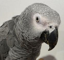 Found/Stray Unknown Bird last seen Merrylands, Merrylands, NSW 2160