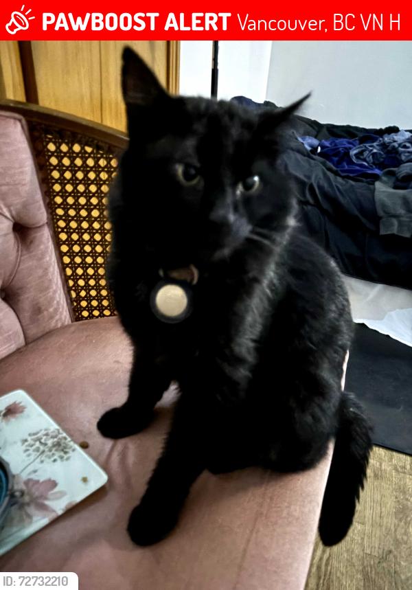 Lost Male Cat last seen 22nd and Nanaimo street, Vancouver , Vancouver, BC V5N 5H2