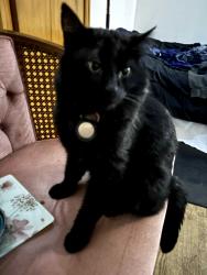 Lost Male Cat last seen 22nd and Nanaimo street, Vancouver , Vancouver, BC V5N 5H2