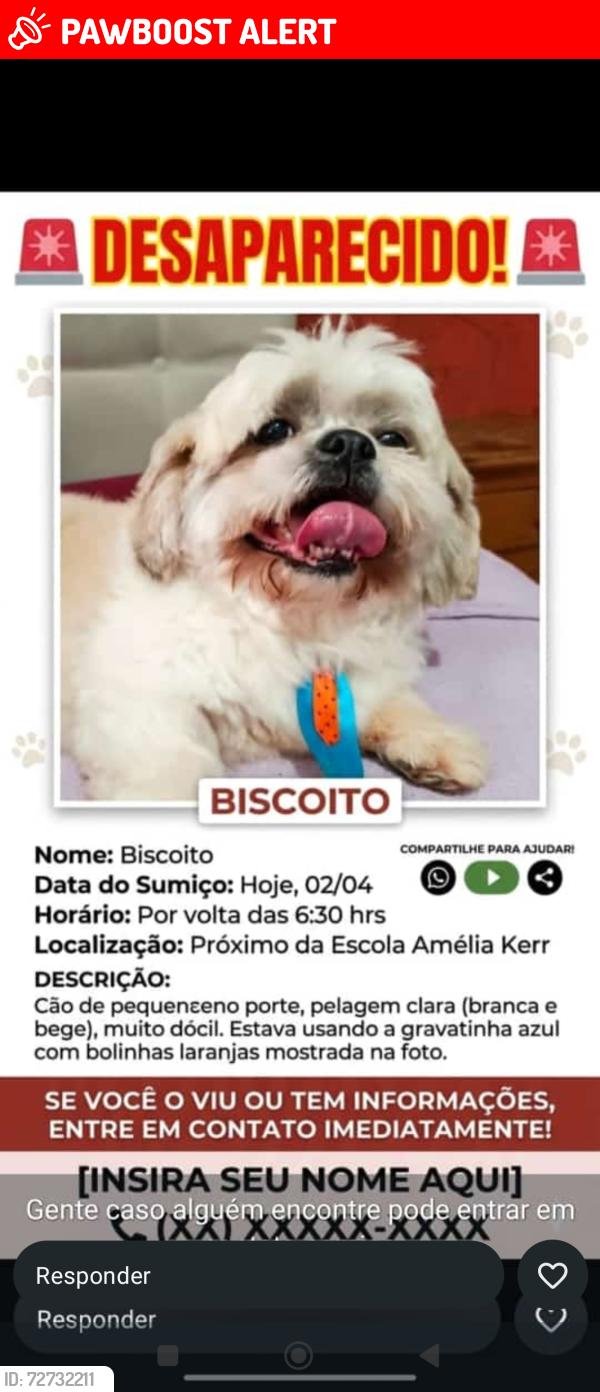 Lost Male Dog last seen Próximo escola dom Agnelo. Escola amélia k, Jardim Horizonte Azul, SP 04963-010