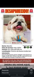 Lost Male Dog last seen Próximo escola dom Agnelo. Escola amélia k, Jardim Horizonte Azul, SP 04963-010