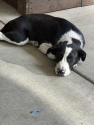Lost Male Dog last seen Red gum st lake elsinore, Lake Elsinore, CA 92532