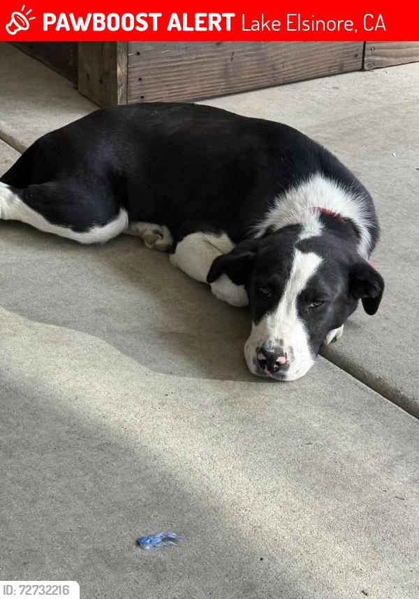 Lost Male Dog last seen Red gum st lake elsinore, Lake Elsinore, CA 92532