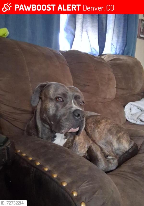 Lost Male Dog last seen So. Irving St.  &  W Harvard ave., Denver, CO 80219